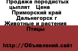 Продажа породистых цыплят › Цена ­ 250 - Приморский край, Дальнегорск г. Животные и растения » Птицы   